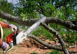 Best Emergency Tree Removal  in Bunnell, FL